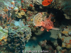 Fish 1 by François Carloni 
